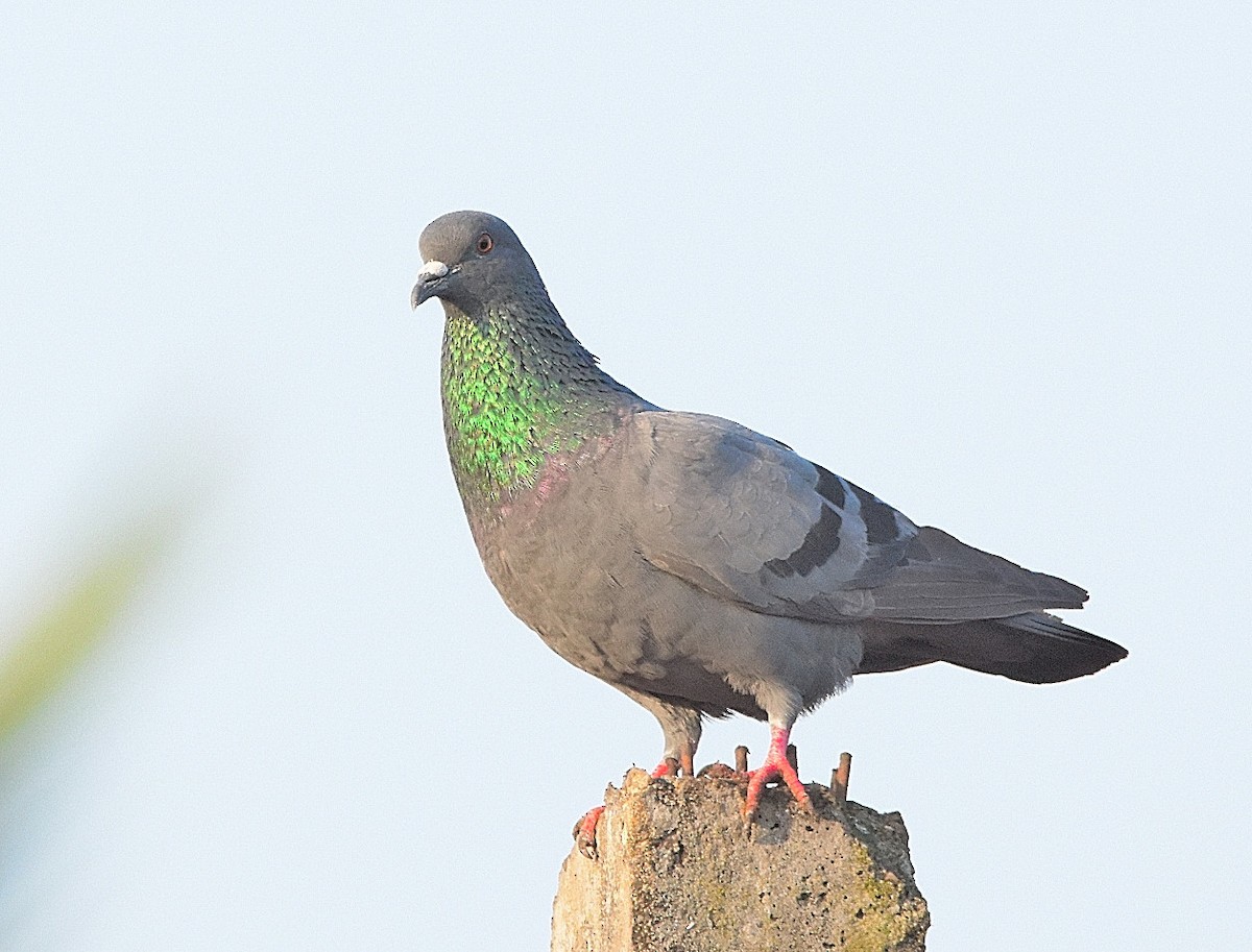 Rock Pigeon (Feral Pigeon) - ML84722221