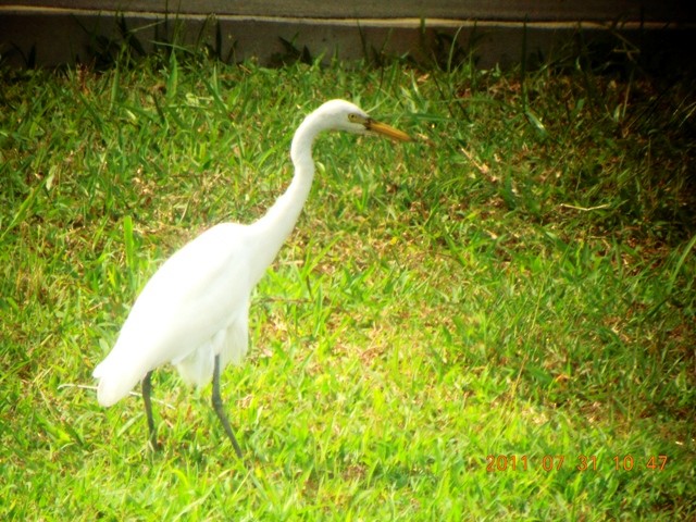 Medium Egret - ML84722541