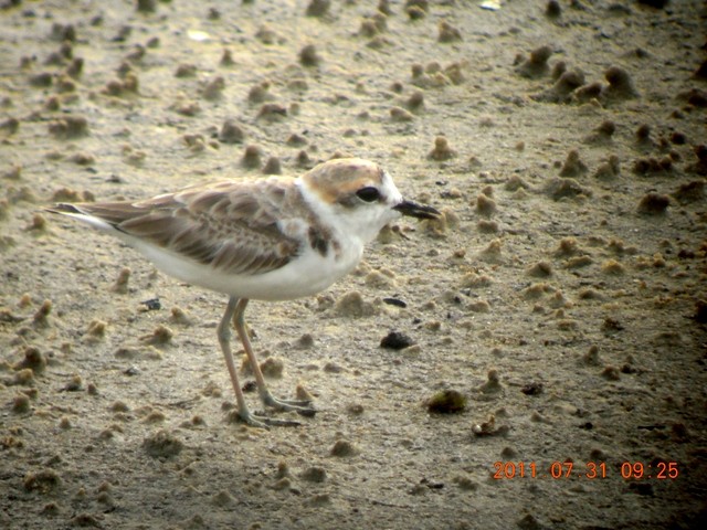Malaysian Plover - ML84722691