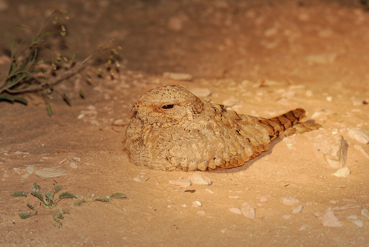 Egyptian Nightjar - Markus Craig