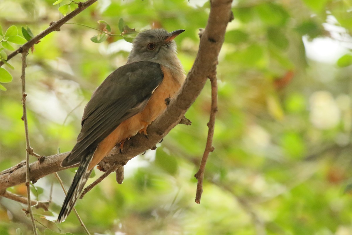 Plaintive Cuckoo - ML84722941