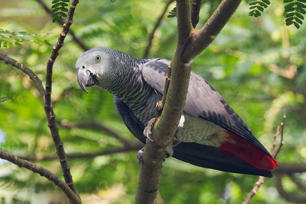 Gray Parrot - ML84723431