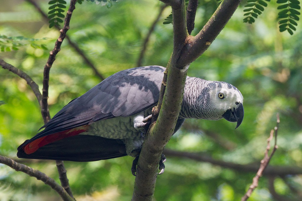 Gray Parrot - ML84723441