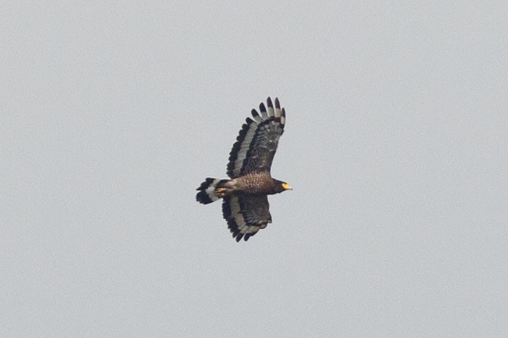 Crested Serpent-Eagle - ML84723491