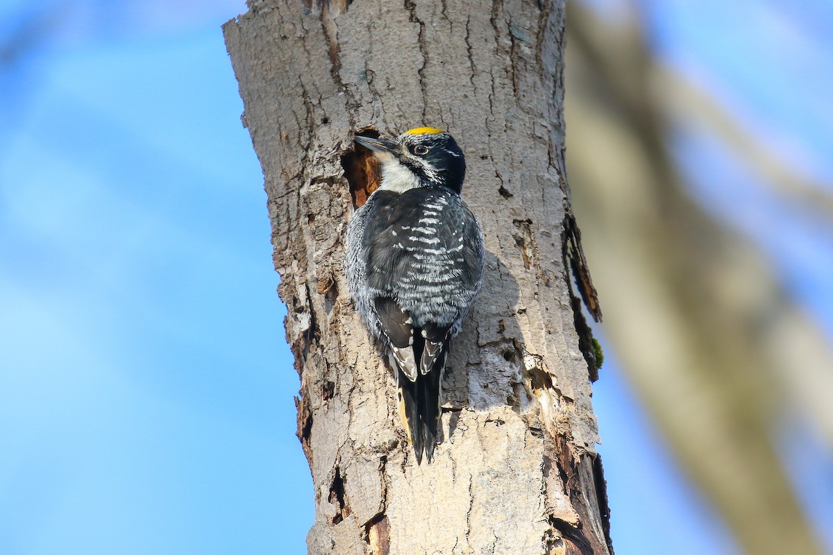 American Three-toed Woodpecker - Thomas Ford-Hutchinson