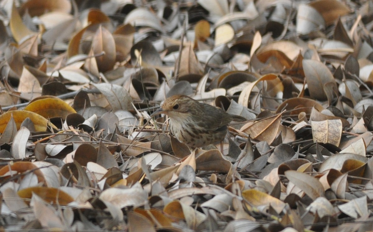 Puff-throated Babbler - ML84724091