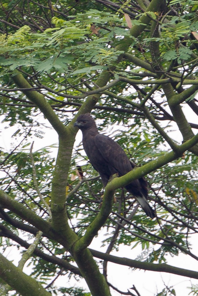 Changeable Hawk-Eagle (Changeable) - ML84724131