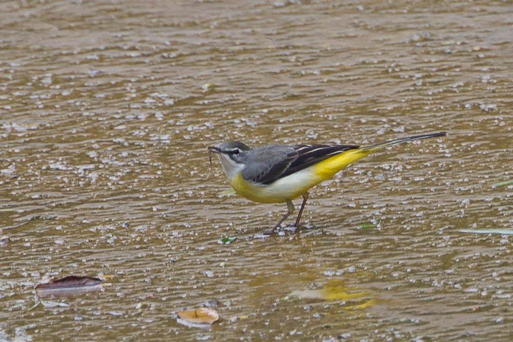Gray Wagtail - ML84724171