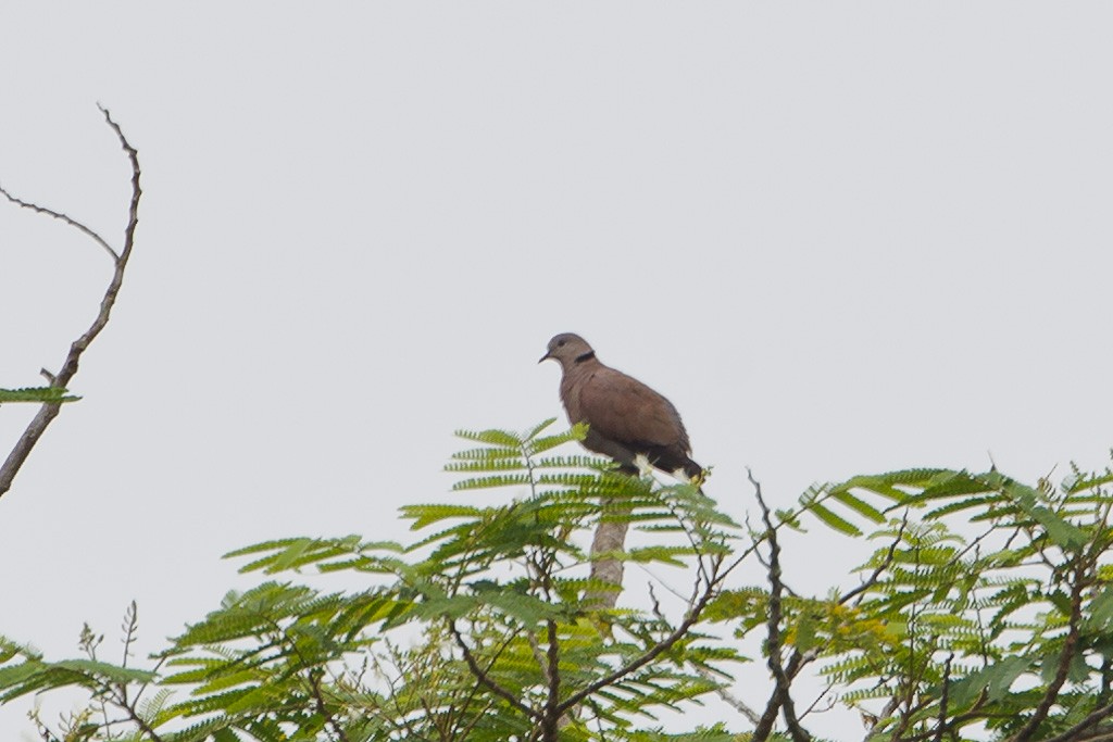 Red Collared-Dove - ML84724191