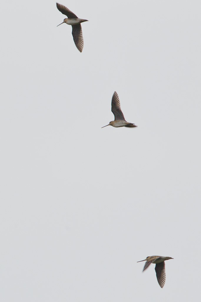 Swinhoe's/Pin-tailed Snipe - ML84724211