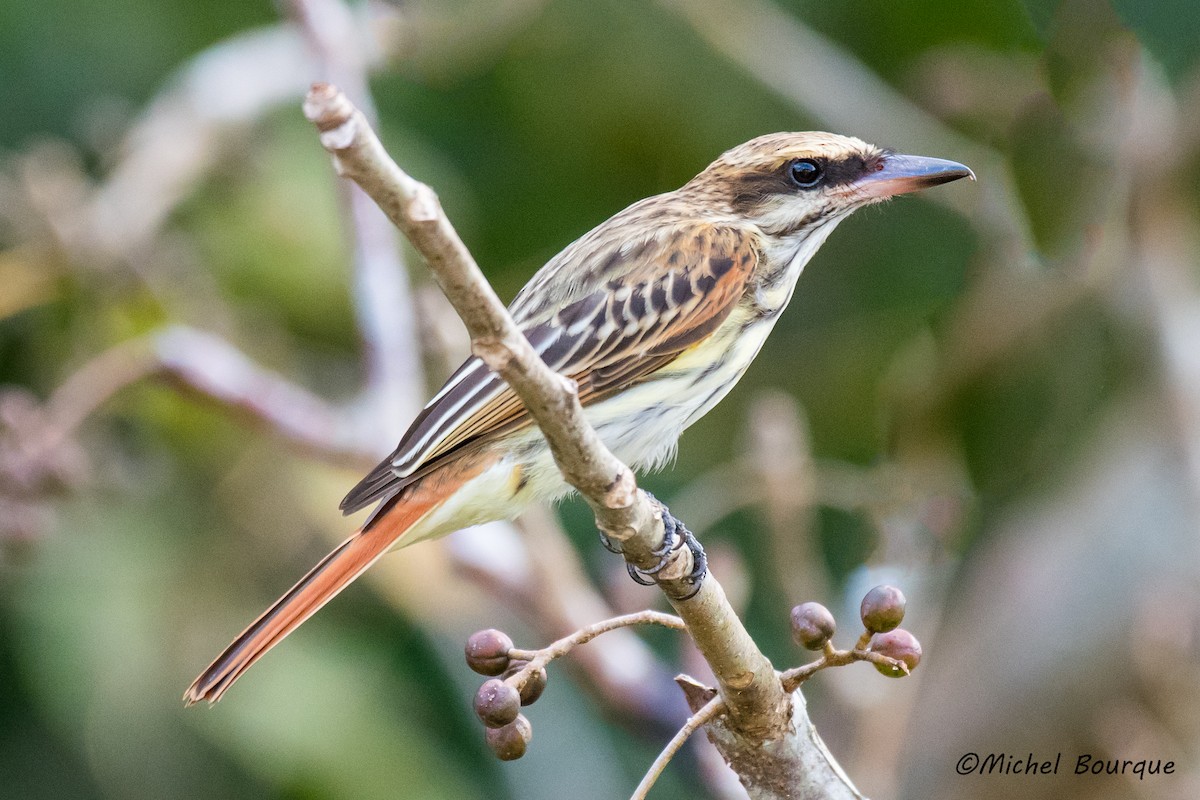 Streaked Flycatcher - ML84725181