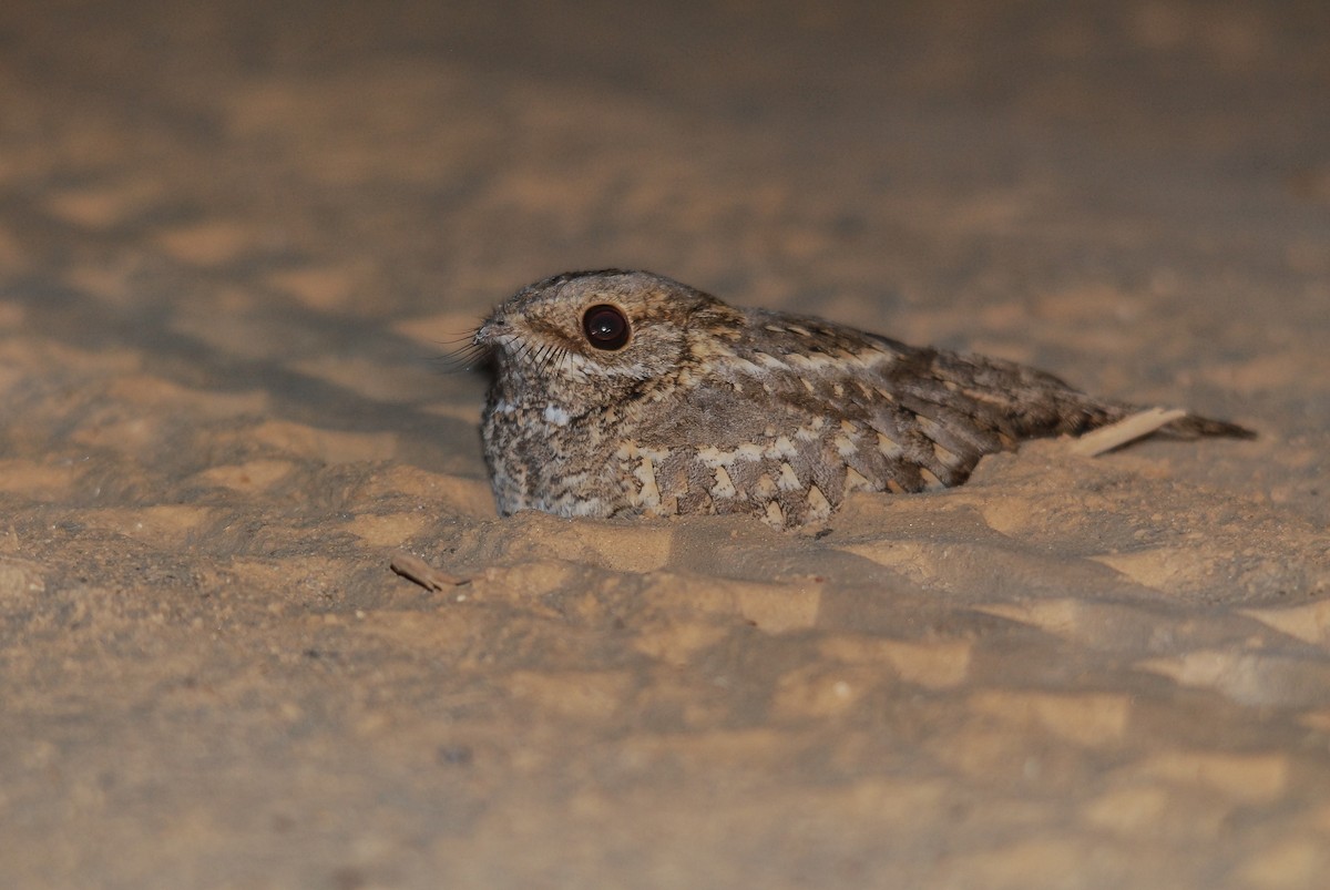 Nubian Nightjar (Nubian) - ML84725441