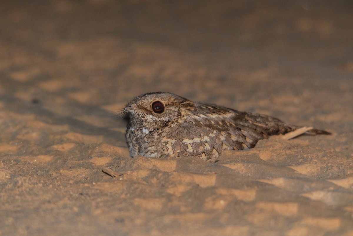 Nubian Nightjar (Nubian) - Markus Craig