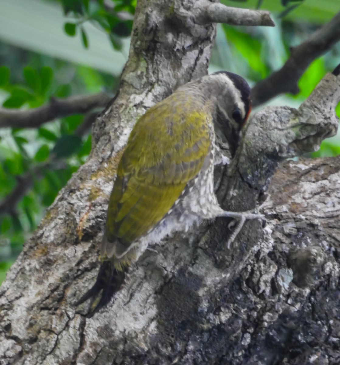 Streak-throated Woodpecker - Sayan Dasmahapatra