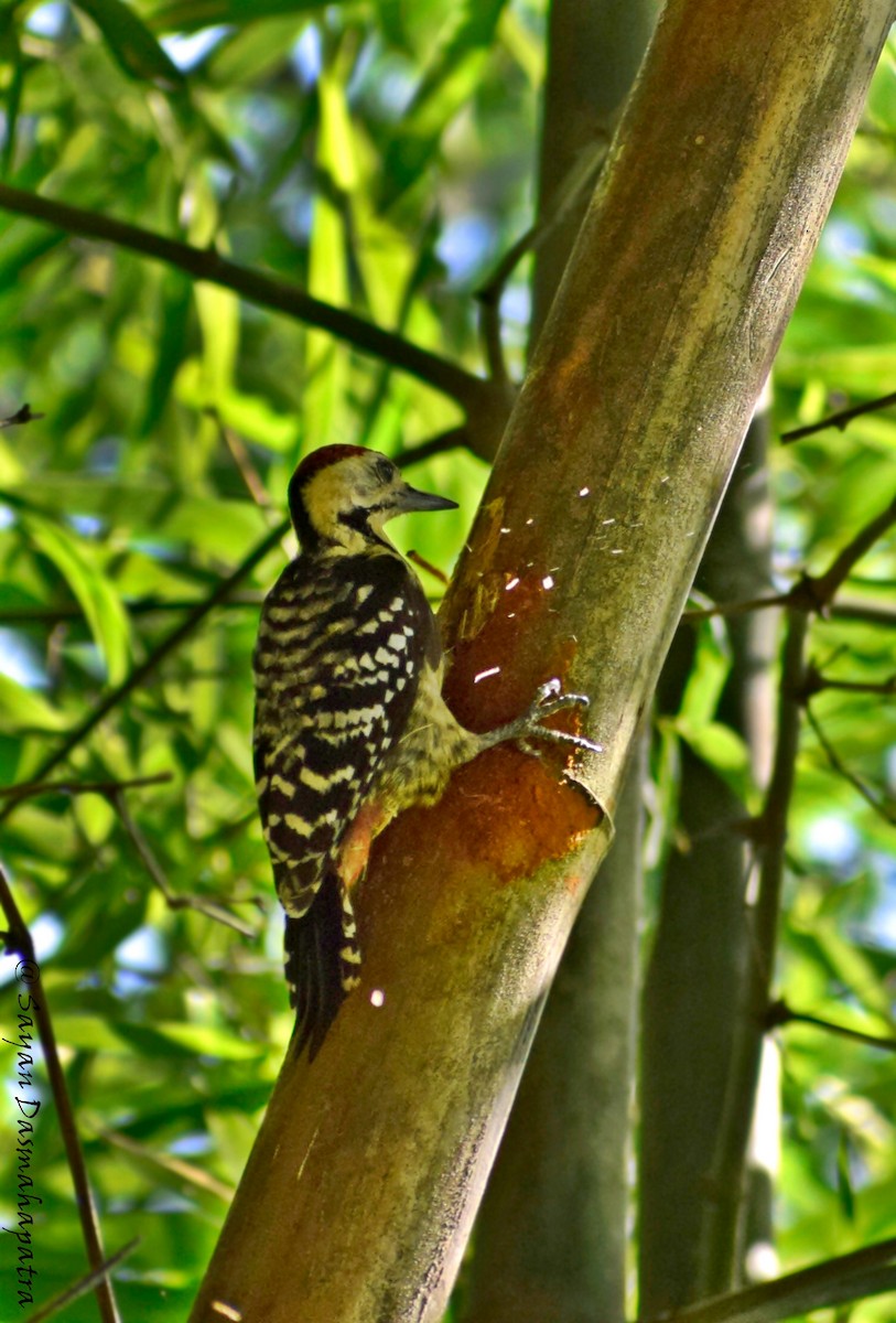Fulvous-breasted Woodpecker - Sayan Dasmahapatra