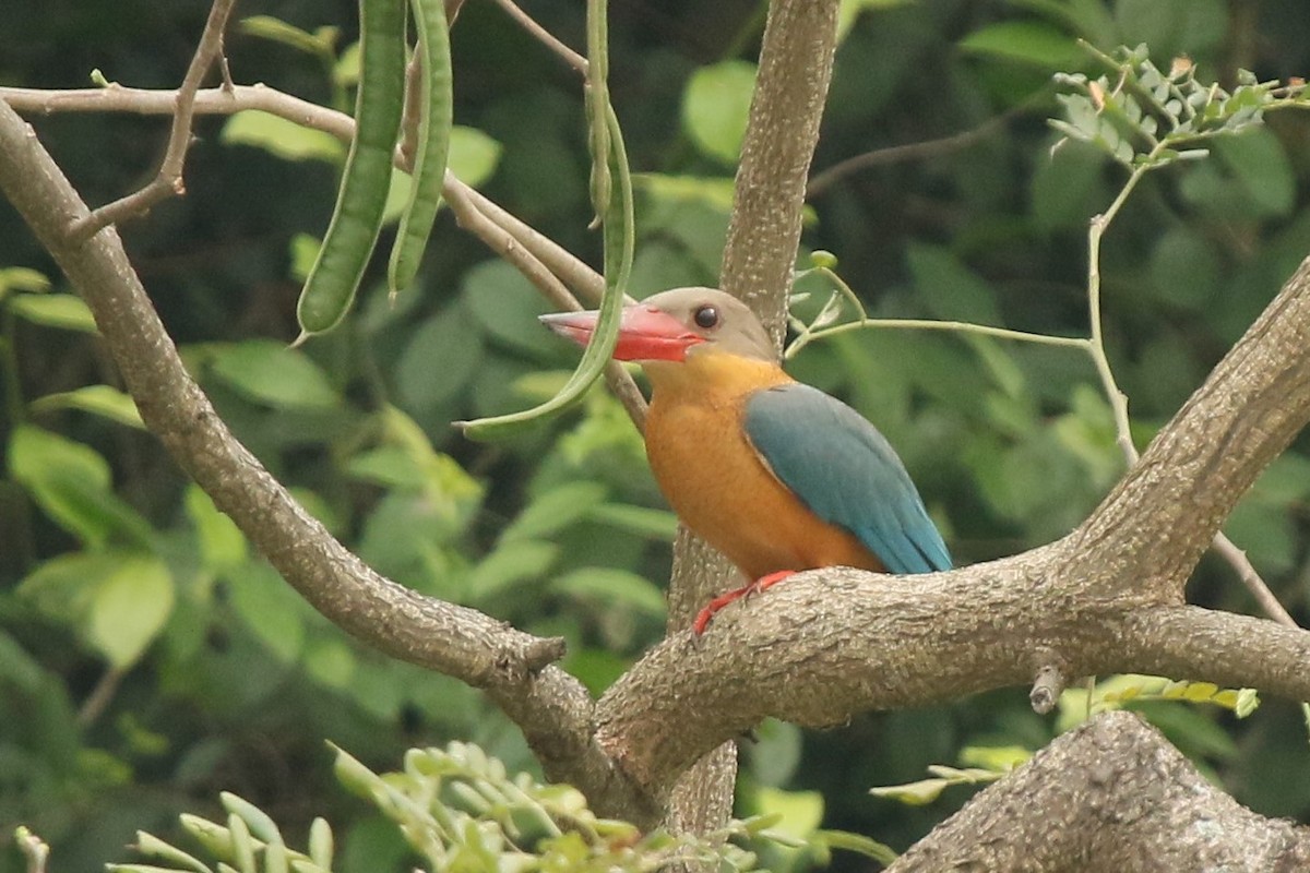 Stork-billed Kingfisher - ML84726451