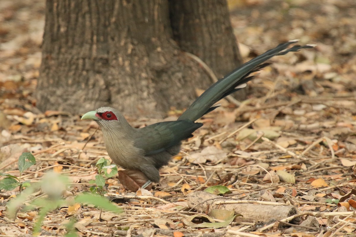 Green-billed Malkoha - David Lewis
