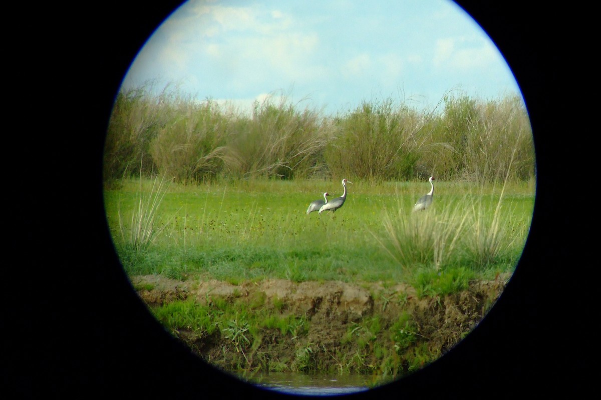 White-naped Crane - ML84727021