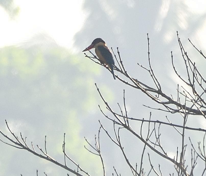 Stork-billed Kingfisher - ML84727281