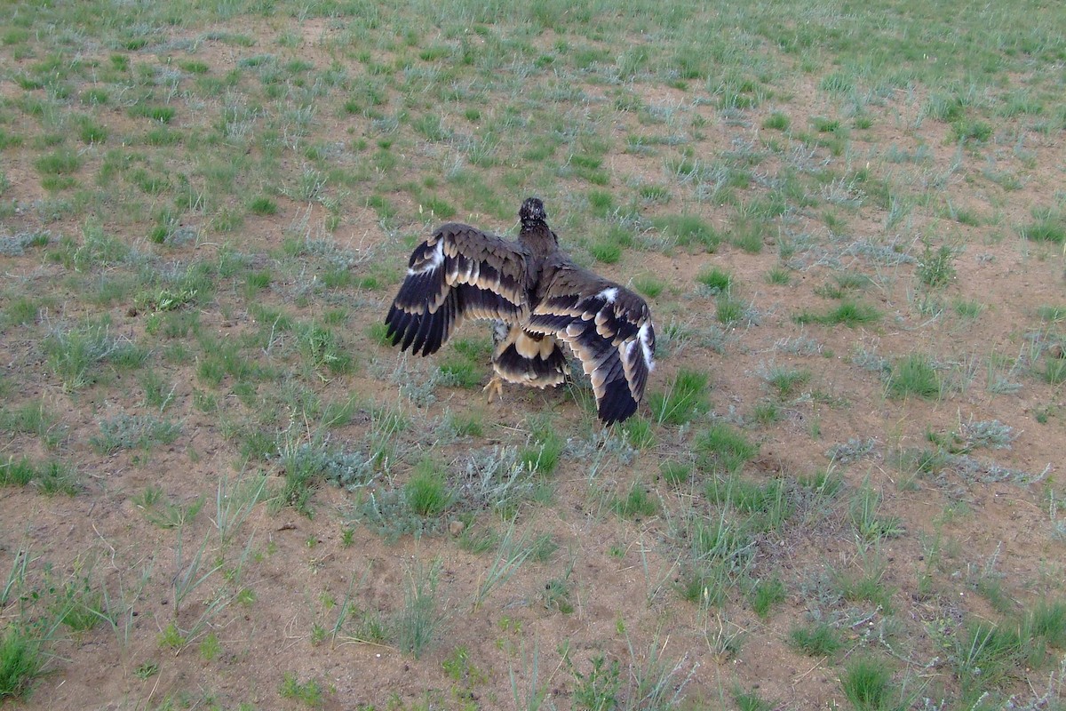 Steppe Eagle - Shane Sumasgutner