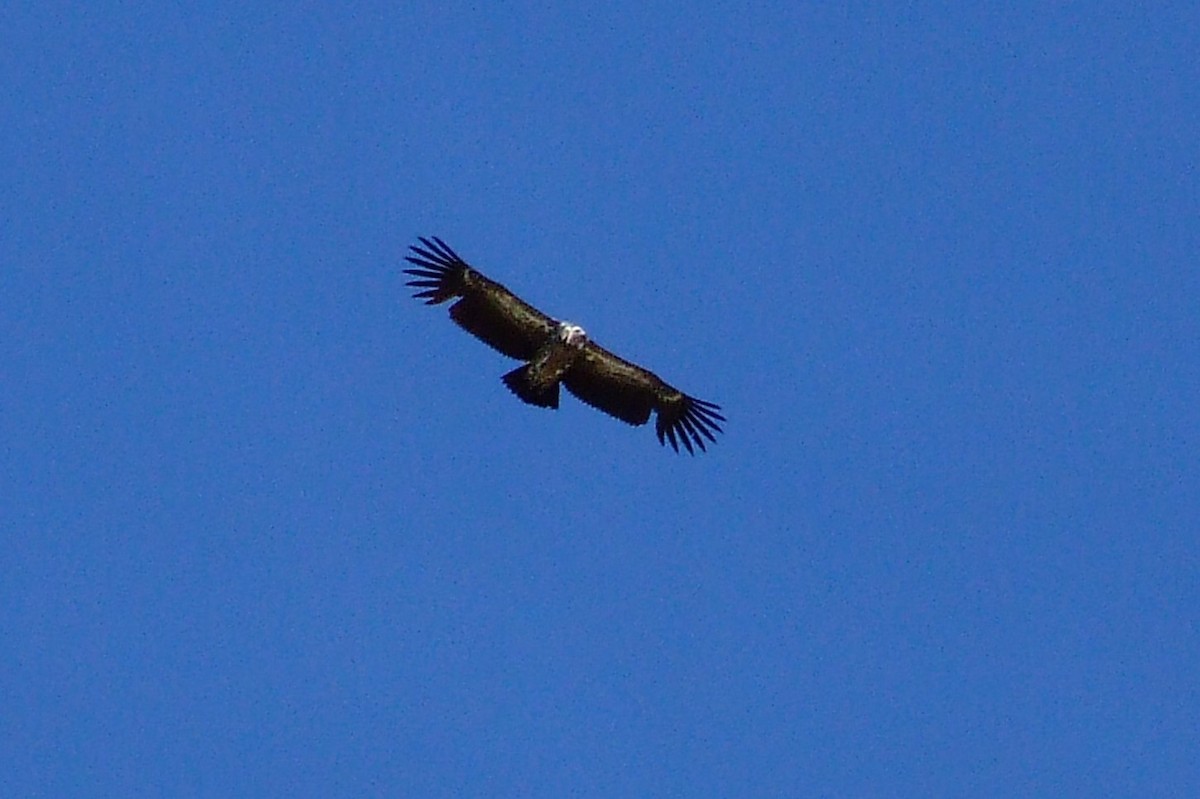 Himalayan Griffon - ML84728621