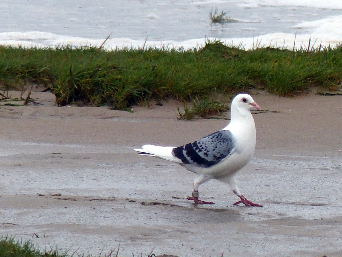 Rock Pigeon (Feral Pigeon) - ML84729761