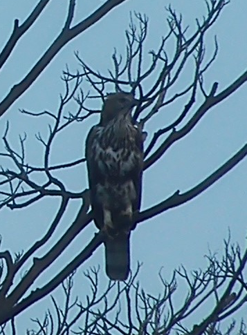 Changeable Hawk-Eagle (Changeable) - ML84730081