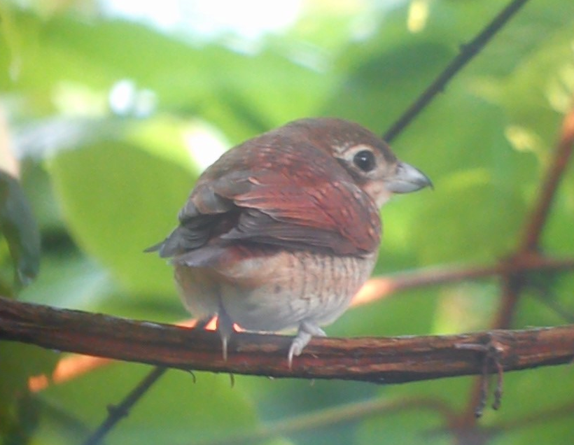 Tiger Shrike - ML84730131