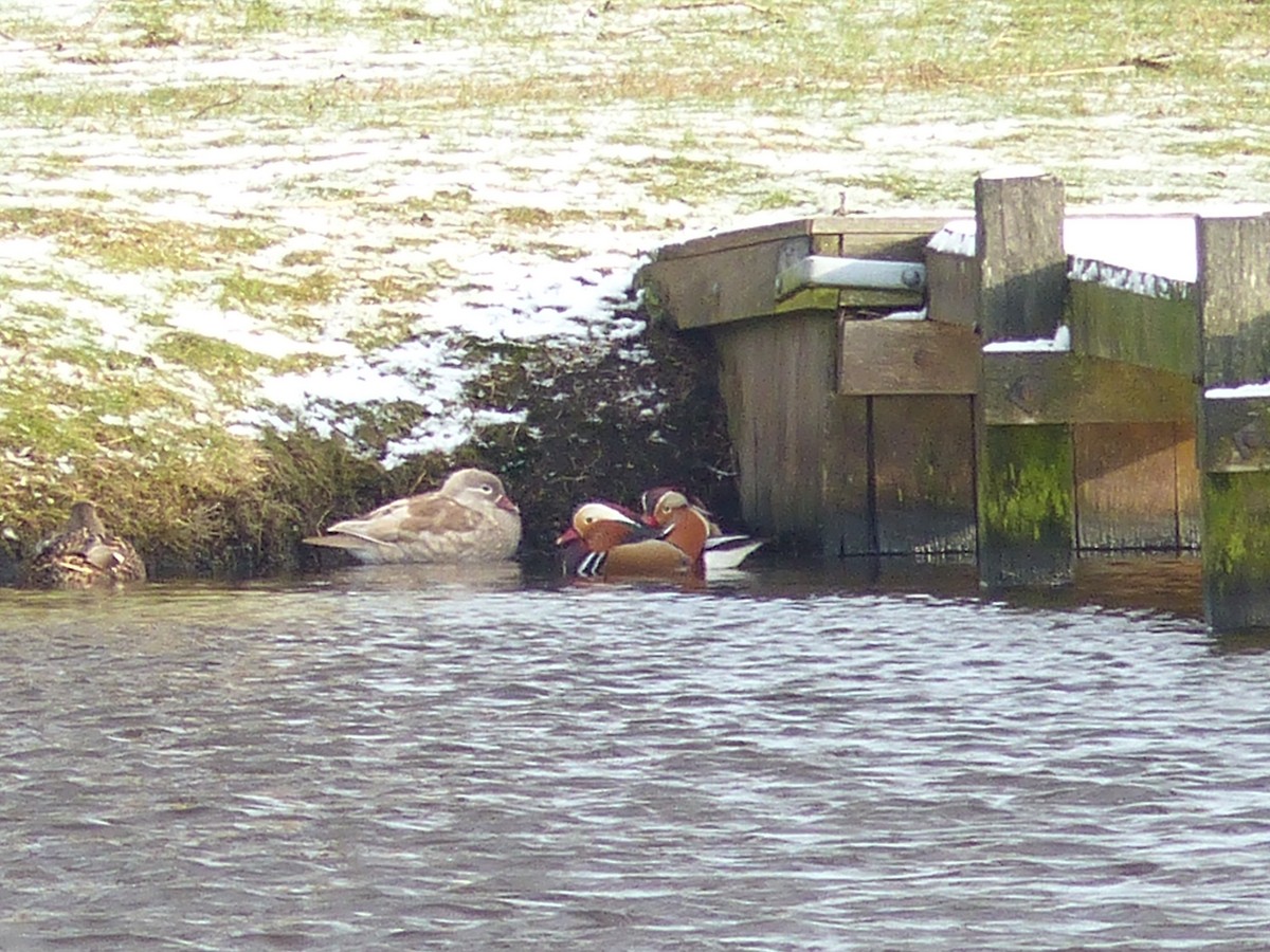 Mandarin Duck - ML84730421