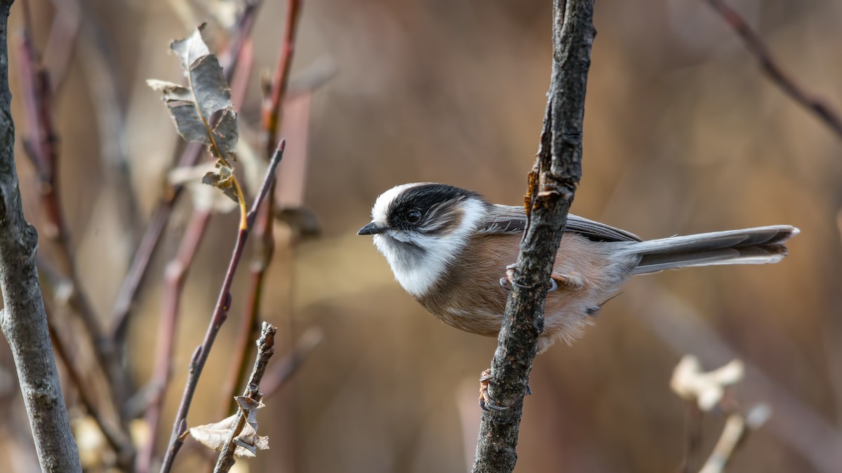 White-throated Tit - Abhishek Das