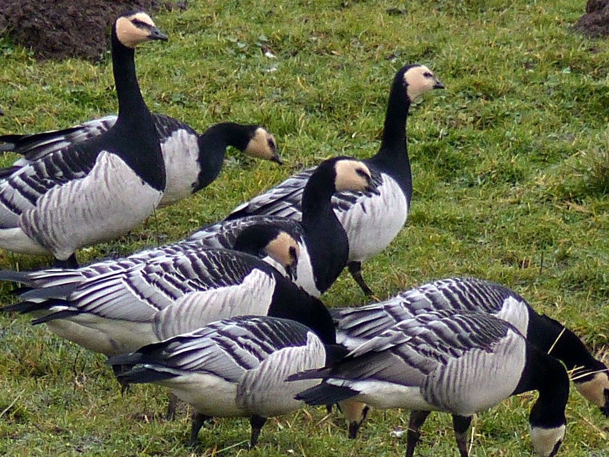 Barnacle Goose - ML84731251