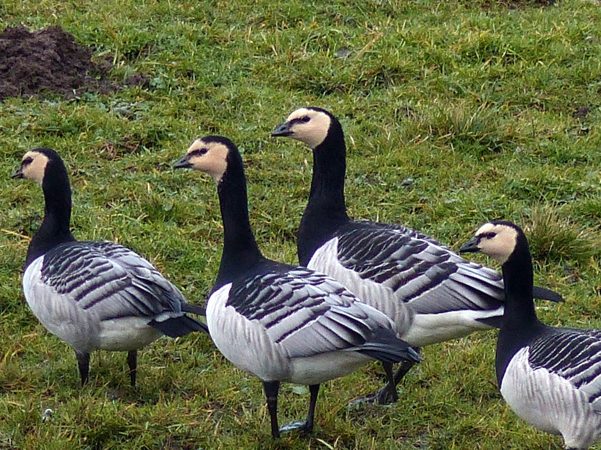 Barnacle Goose - ML84731271