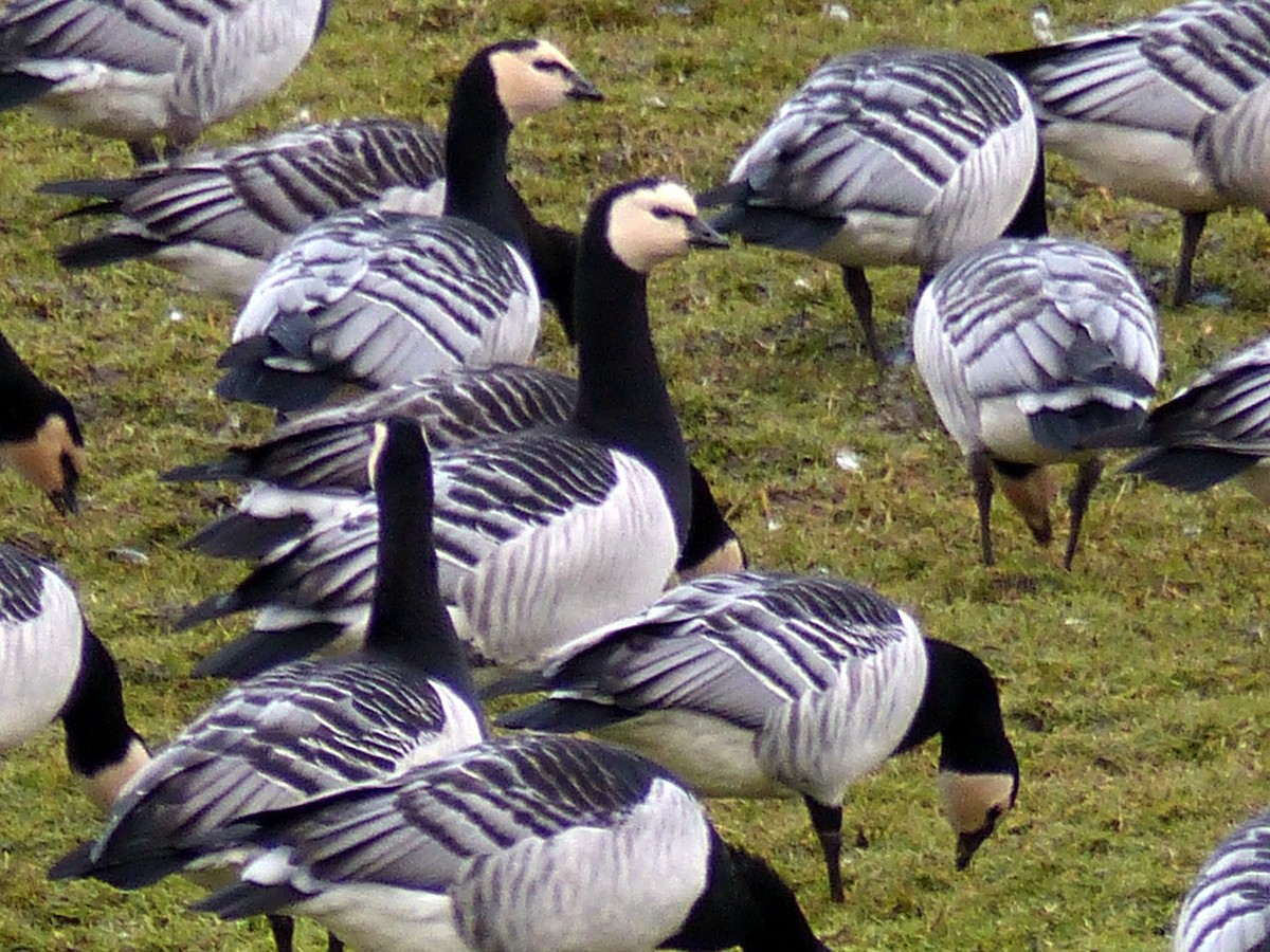 Barnacle Goose - ML84731281