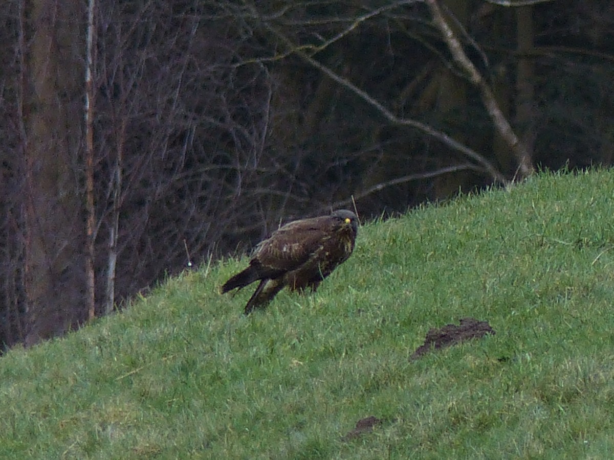 Common Buzzard - ML84731301