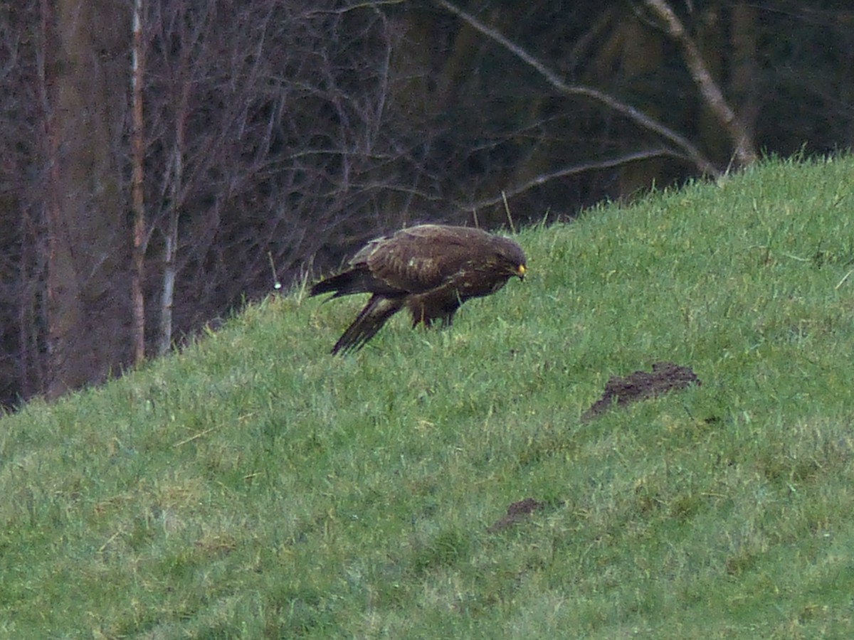 Common Buzzard - ML84731311