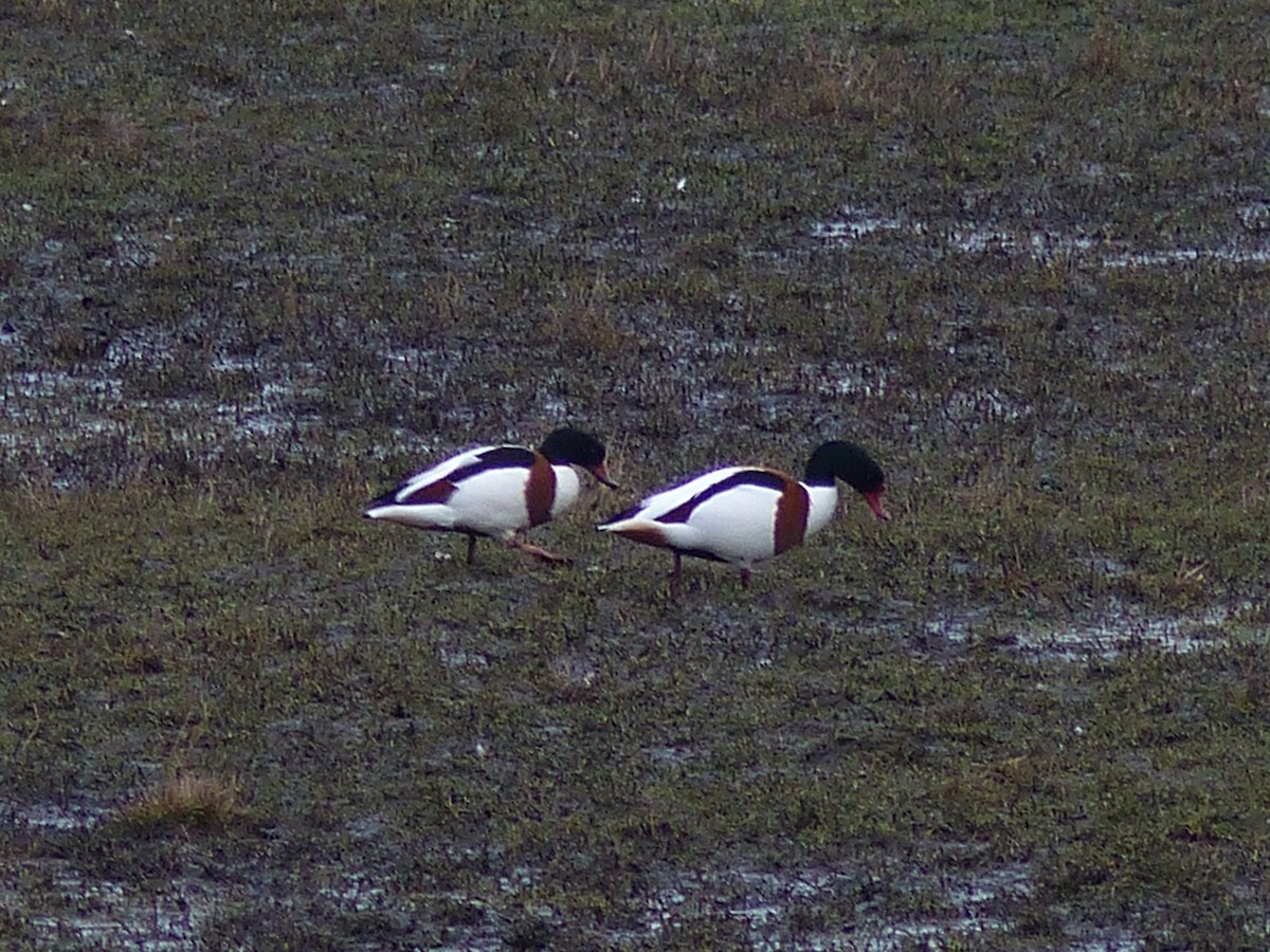 Common Shelduck - ML84731341