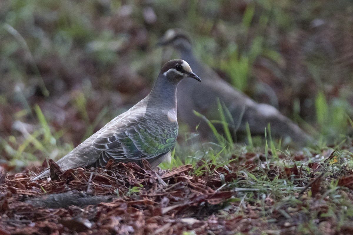 Common Bronzewing - John Cantwell