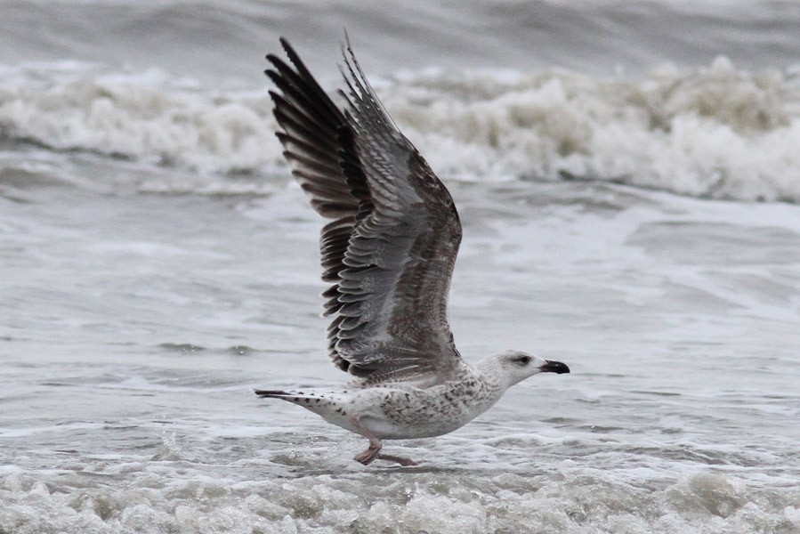 Great Black-backed Gull - Dave Patton
