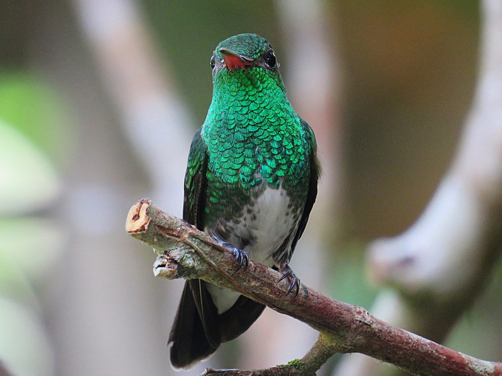 Glittering-throated Emerald - ML84732981