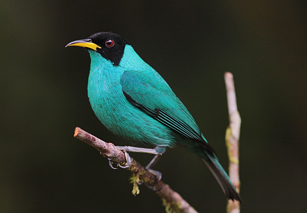 Mielerito Verde - ML84733021