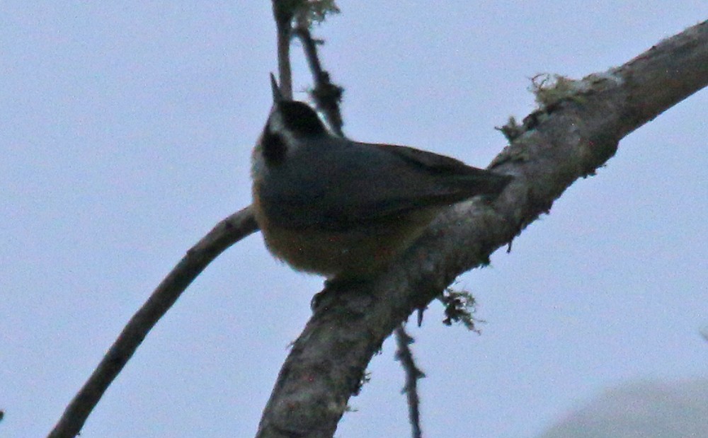 Red-breasted Nuthatch - ML84733441