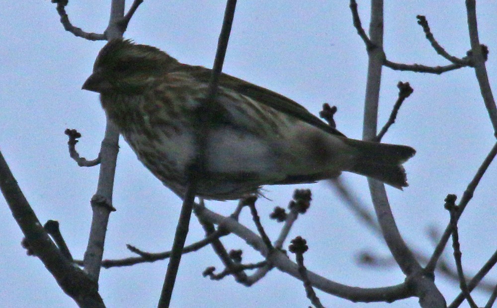 Purple Finch - ML84733481