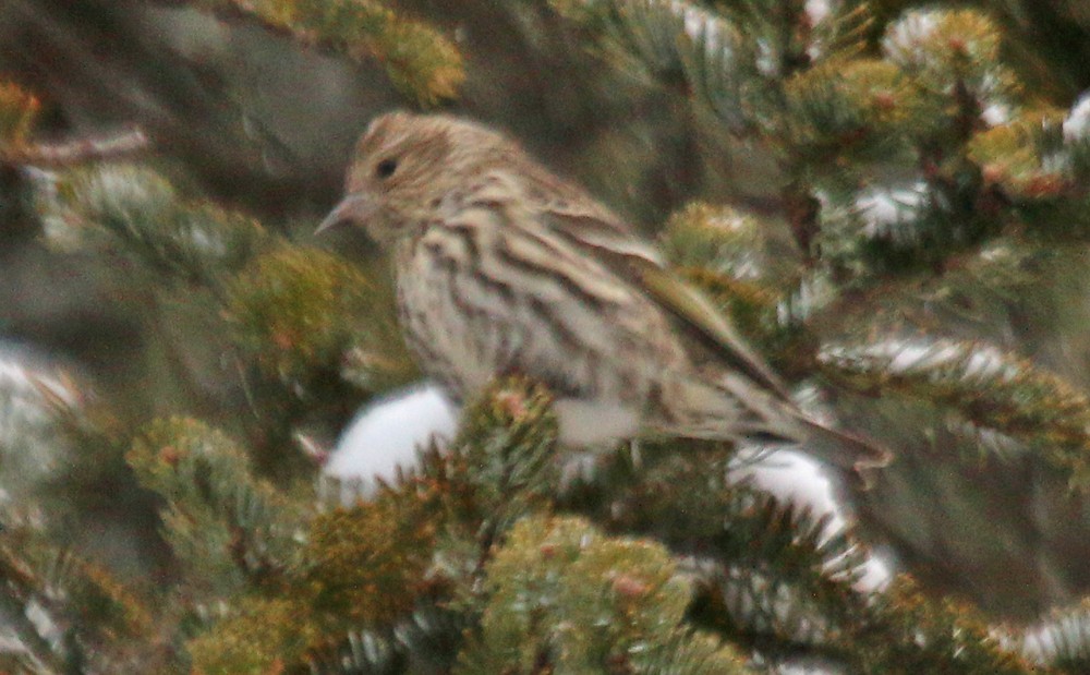 Pine Siskin - ML84733521