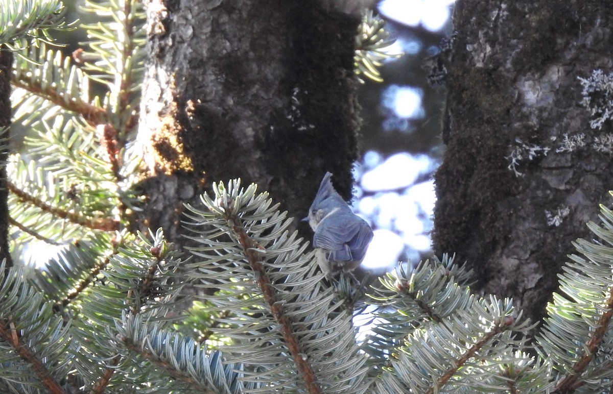 Gray-crested Tit - Shwetha Bharathi