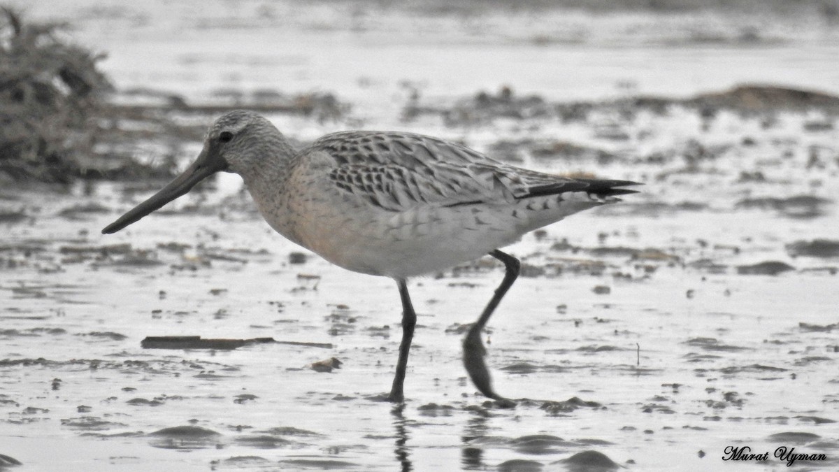 Bar-tailed Godwit - Murat Uyman