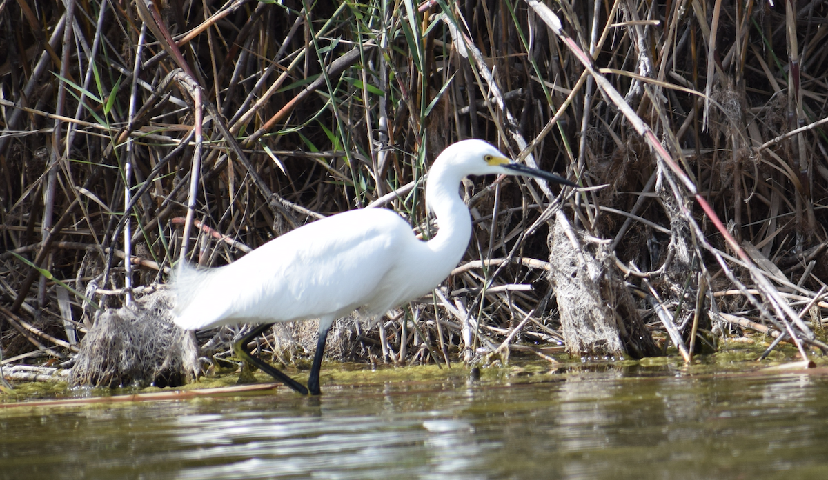 Snowy Egret - ML84735841