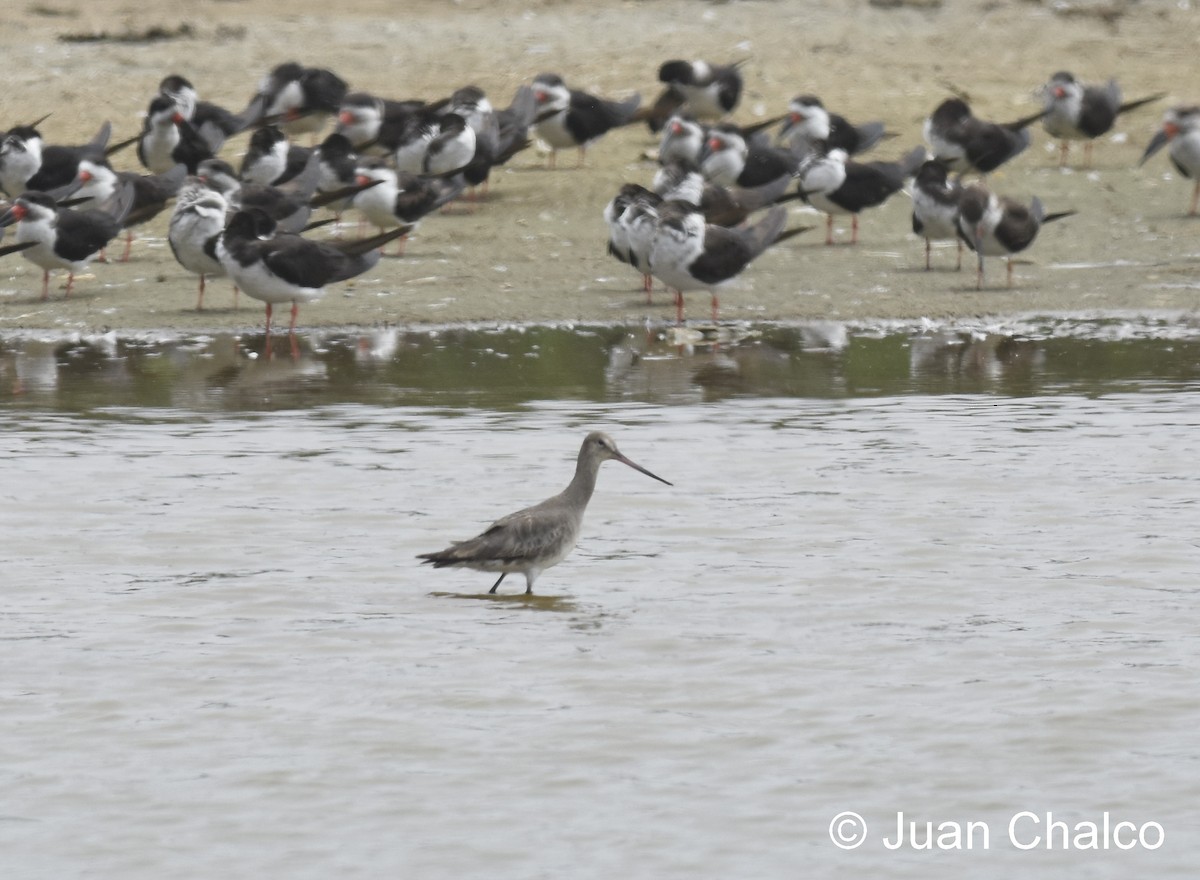 Hudsonian Godwit - ML84736451