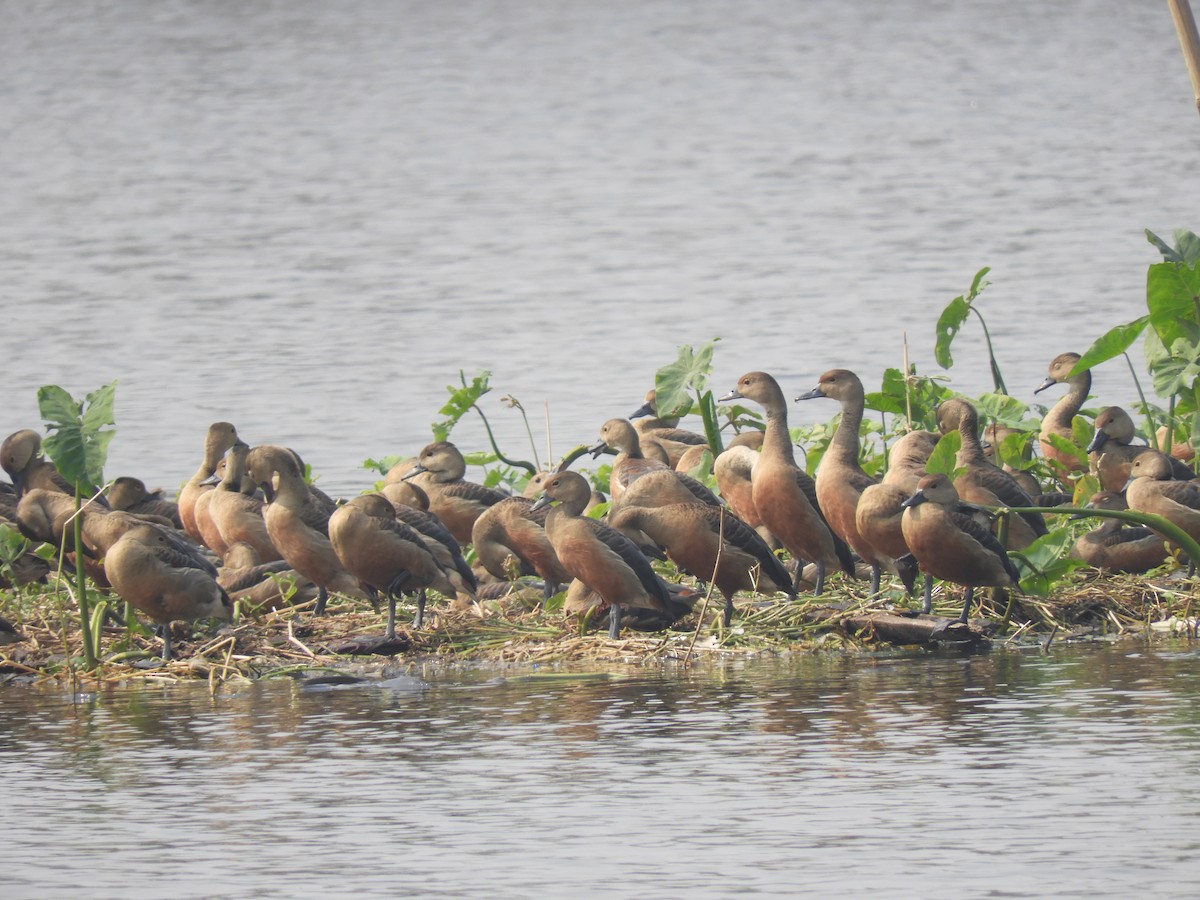 Lesser Whistling-Duck - Chetna Sharma