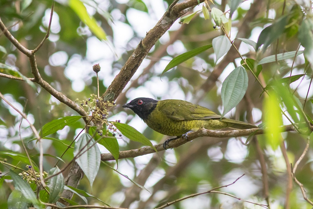 Black-headed Berryeater - Marcelo Feliti