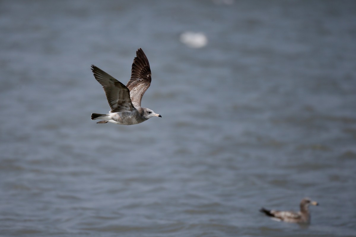 Black-tailed Gull - Ting-Wei (廷維) HUNG (洪)